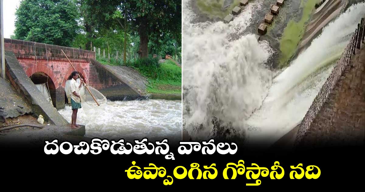 Rain Alert: దంచికొడుతున్న వానలు..  ఉప్పొంగిన గోస్తానీ నది