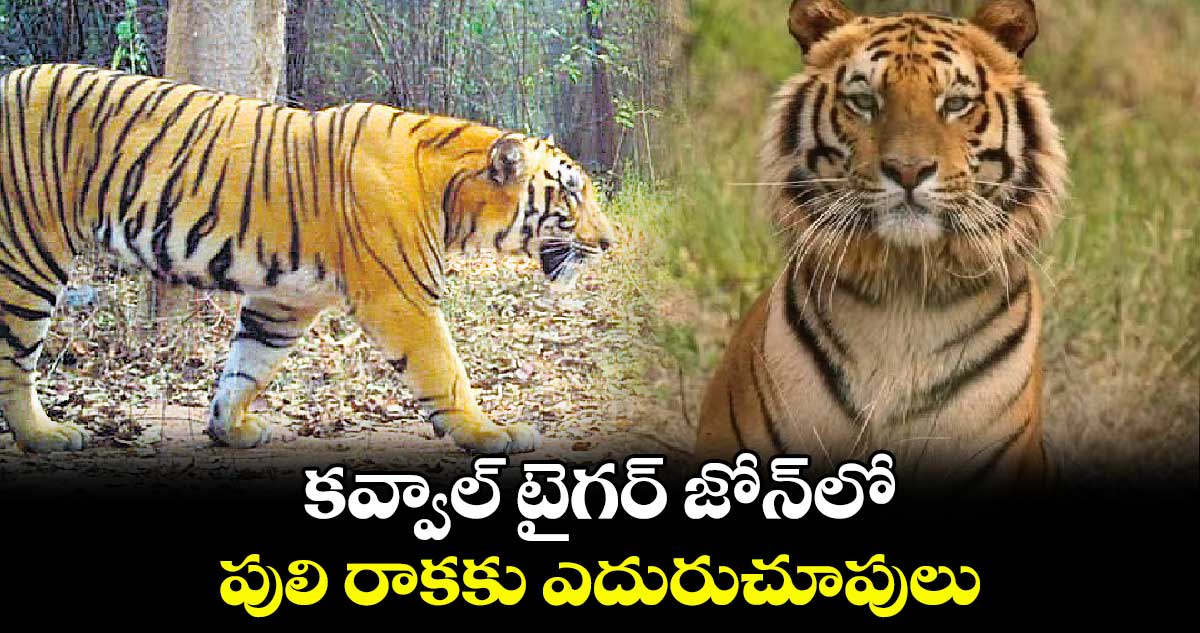 కవ్వాల్​ టైగర్ ​జోన్​లో  పులి రాకకు ఎదురుచూపులు 