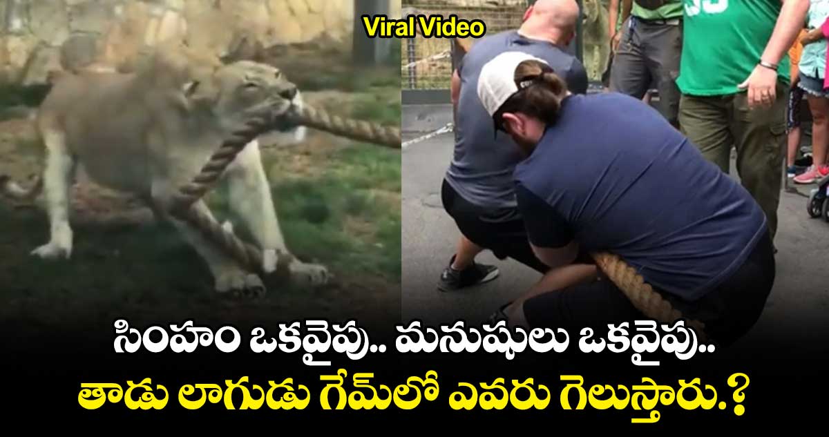 Lion Tug of War: సింహం ఒకవైపు.. మనుషులు ఒకవైపు..తాడు లాగుడు గేమ్⁬లో ఎవరు గెలుస్తారు.? 