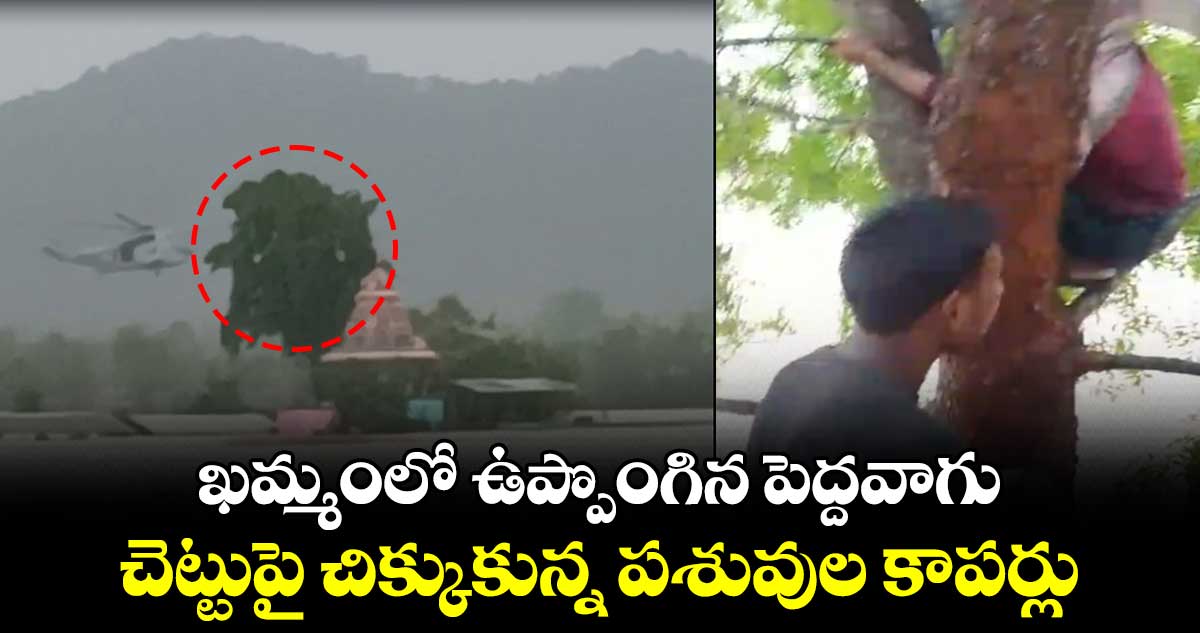 ఖమ్మంలో ఉప్పొంగిన పెద్దవాగు..చెట్టుపై చిక్కుకున్న పశువుల కాపర్లు