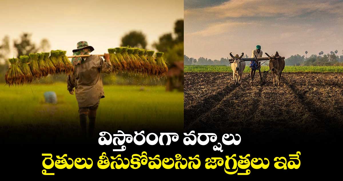 విస్తారంగా వర్షాలు... రైతులు తీసుకోవలసిన జాగ్రత్తలు ఇవే..