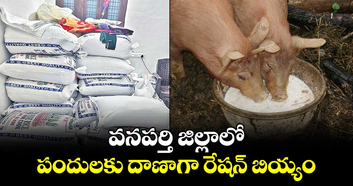 పందులకు దాణాగా రేషన్​ బియ్యం