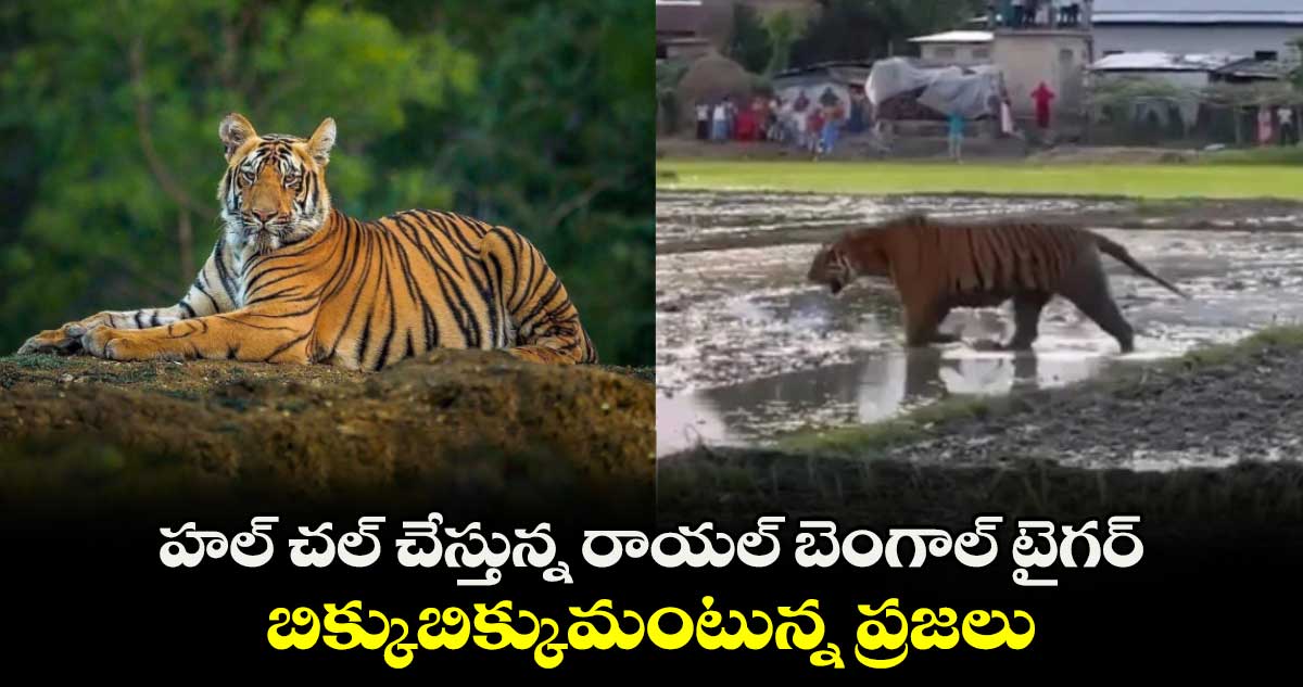  హల్ చల్ చేస్తున్న రాయల్ బెంగాల్ టైగర్.. బిక్కుబిక్కుమంటున్న ప్రజలు