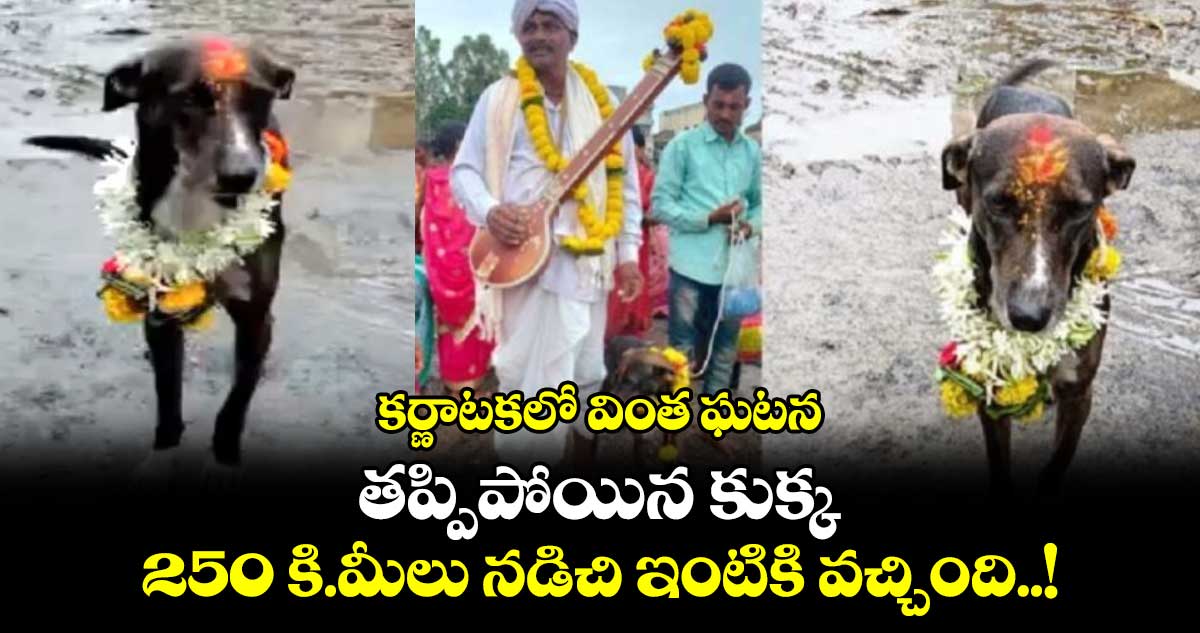 కర్ణాటకలో వింత ఘటన: తప్పిపోయిన కుక్క 250 కి.మీలు నడిచి ఇంటికి వచ్చింది..!
