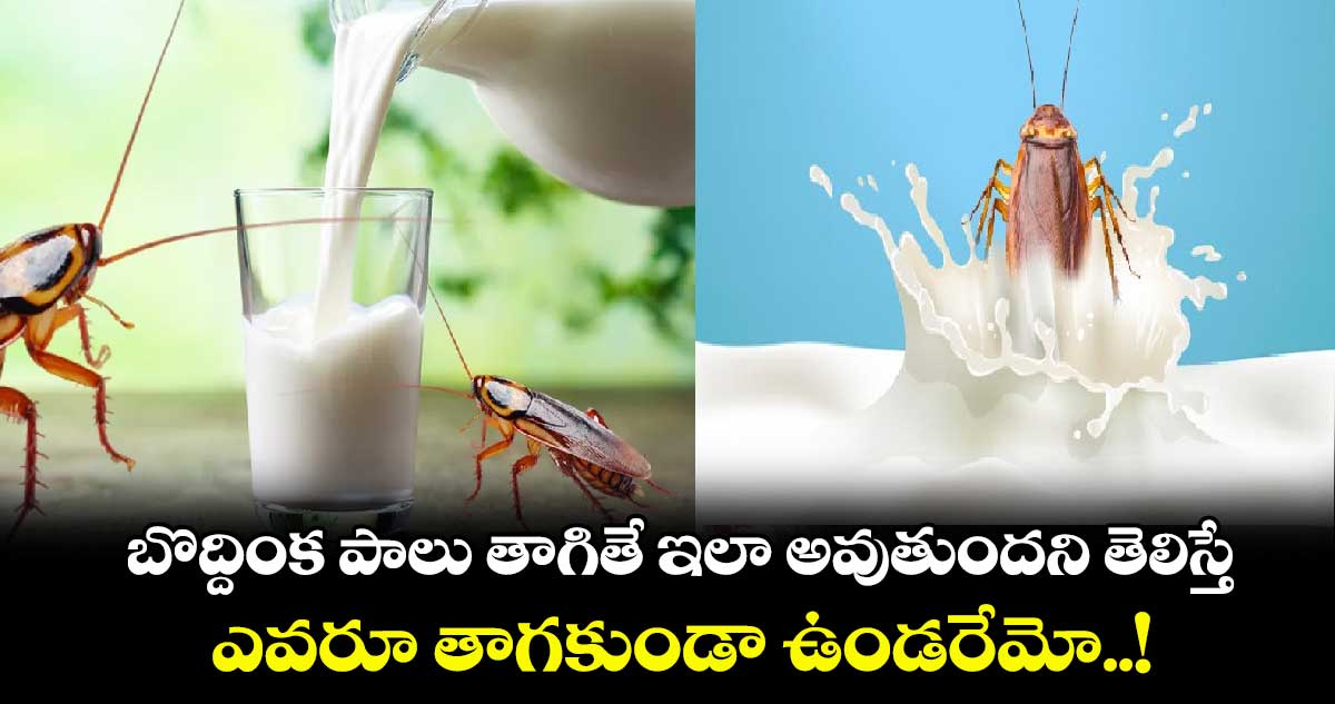 Cockroach Milk: బొద్దింక పాలు తాగితే ఇలా అవుతుందని తెలిస్తే ఎవరూ తాగకుండా ఉండరేమో..!