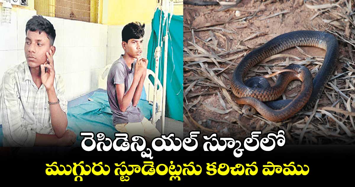 రెసిడెన్షియల్‌‌ స్కూల్‌‌లో ముగ్గురు స్టూడెంట్లను కరిచిన పాము