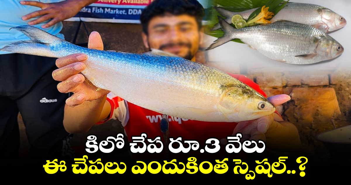 Hilsa Fish: కిలో చేప రూ.3 వేలు..ఈ చేపలు ఎందుకింత స్పెషల్..?