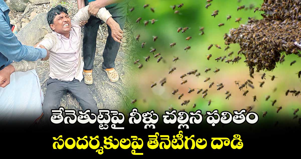 తేనెతుట్టెపై నీళ్లు చల్లిన ఫలితం సందర్శకులపై తేనెటీగల దాడి