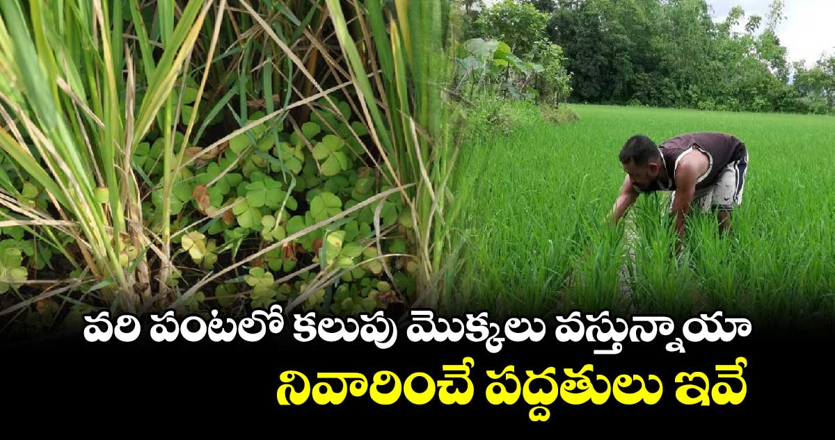 Rice Crop: వరి పంటలో కలుపు మొక్కలు వస్తున్నాయా... నివారించే పద్దతులు ఇవే...