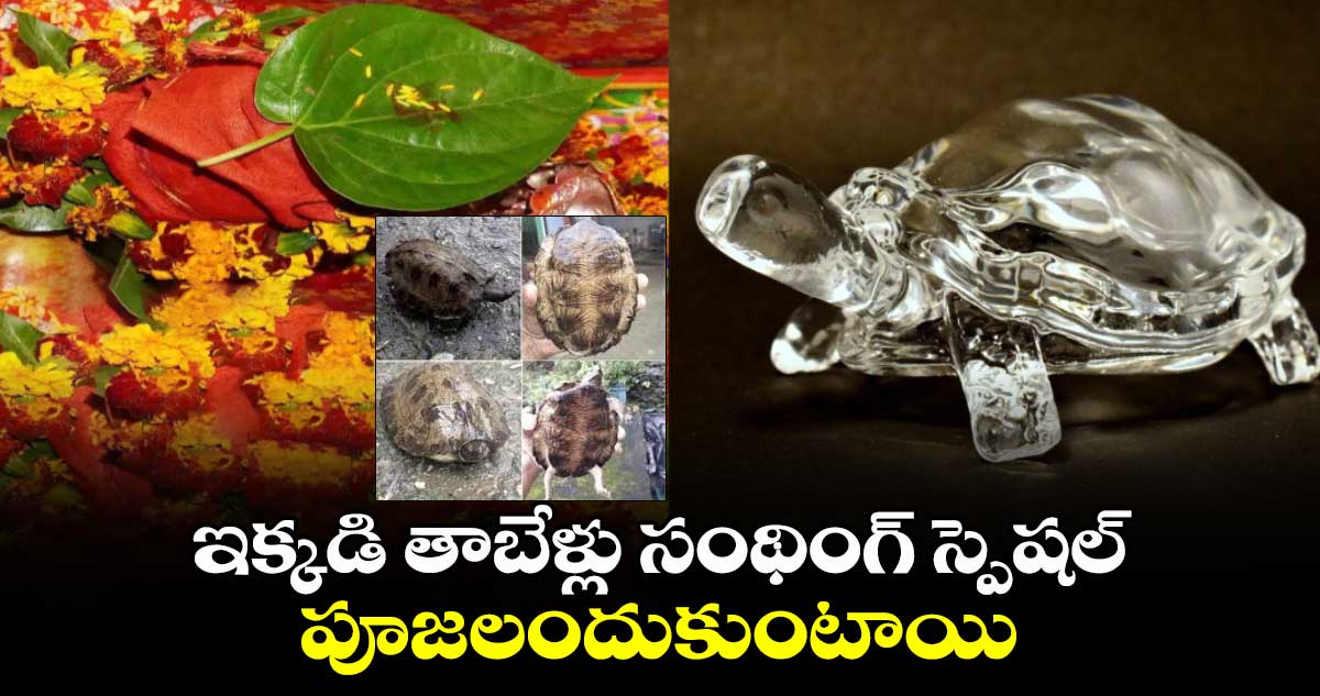 ఇక్కడి తాబేళ్లు సంథింగ్ స్పెషల్..పూజలందుకుంటాయి.