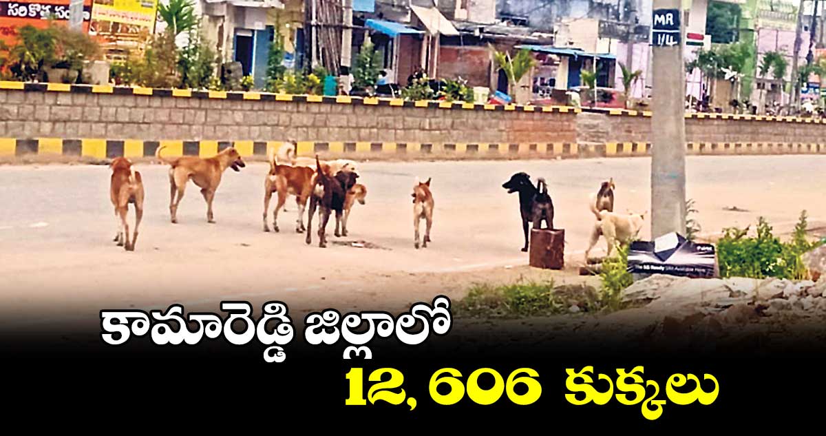 కామారెడ్డి జిల్లాలో 12, 606  కుక్కలు