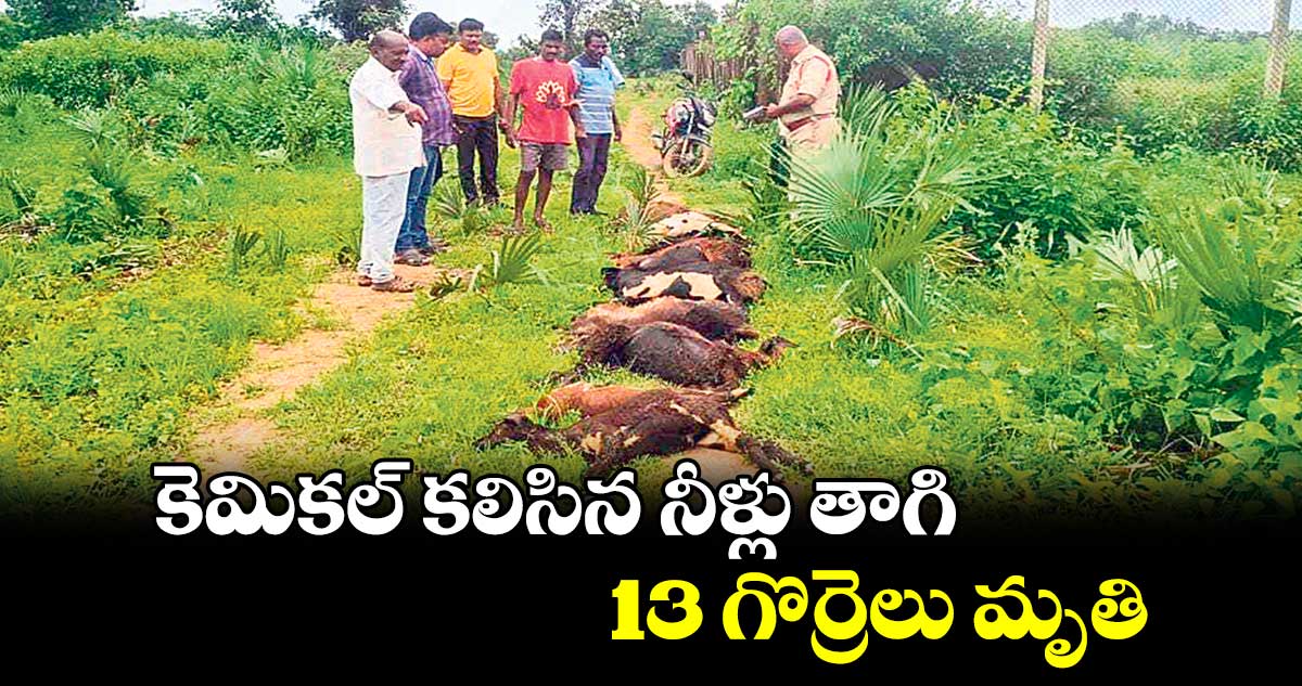 కెమికల్​ కలిసిన నీళ్లు తాగి 13 గొర్రెలు మృతి 