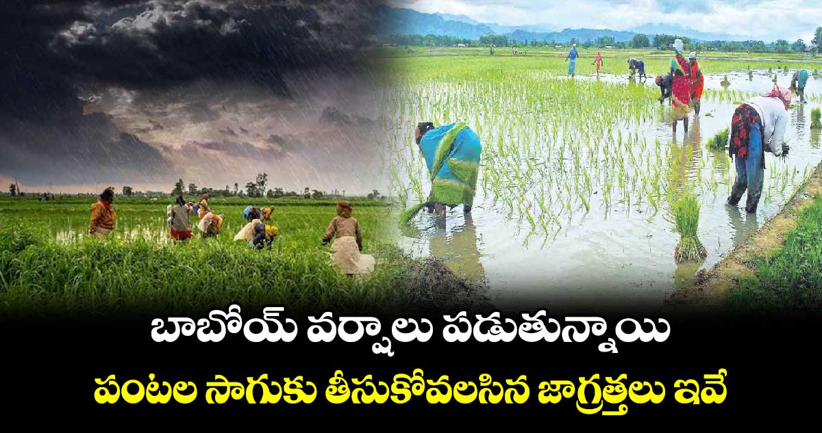 బాబోయ్ వర్షాలు పడుతున్నాయి..  పంటల సాగుకు తీసుకోవలసిన జాగ్రత్తలు ఇవే.. 