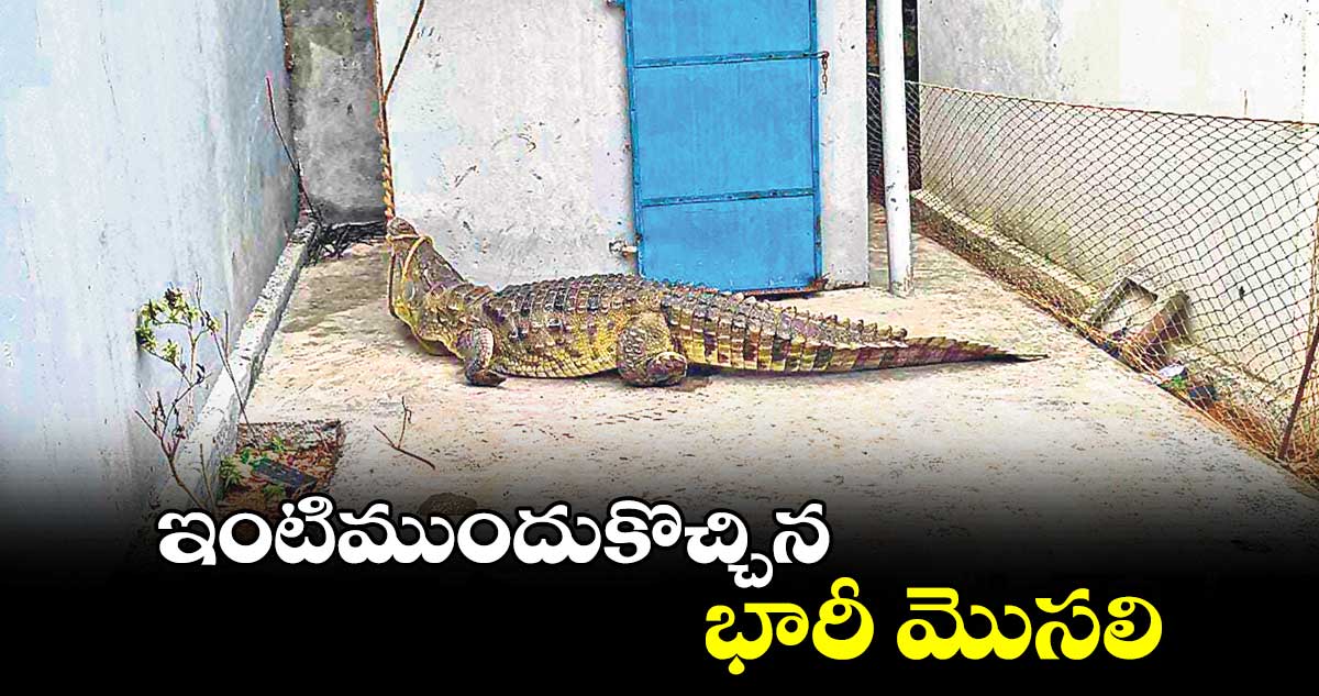 ఇంటిముందుకొచ్చిన భారీ మొసలి