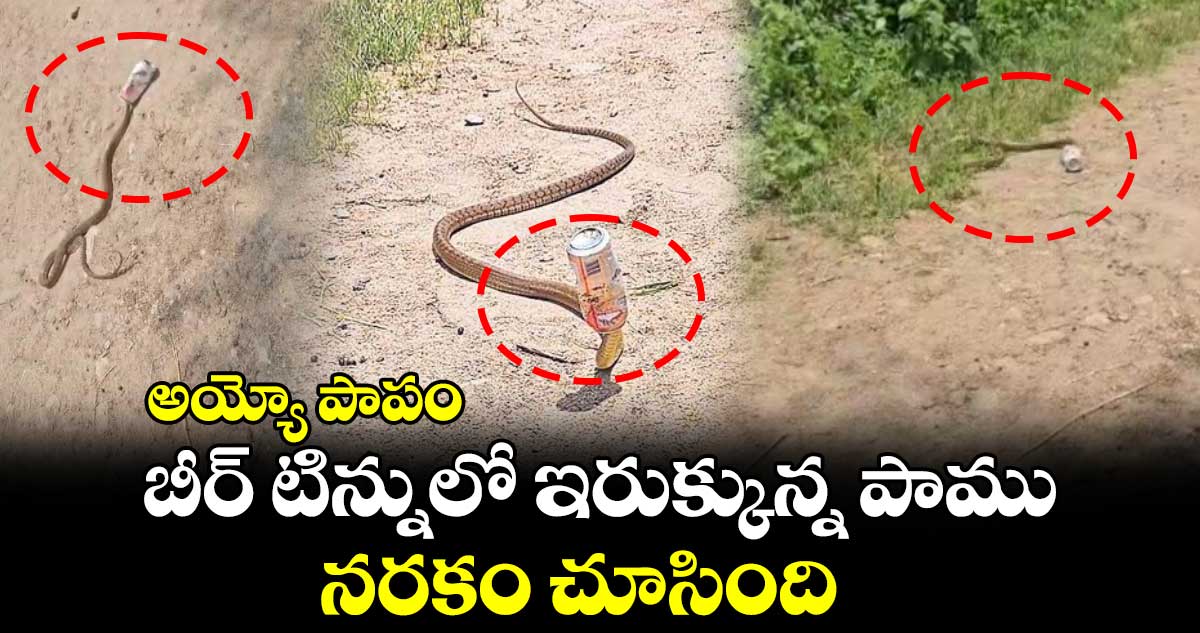 అయ్యో పాపం: బీర్ టిన్నులో ఇరుక్కున్న పాము.. నరకం చూసింది..