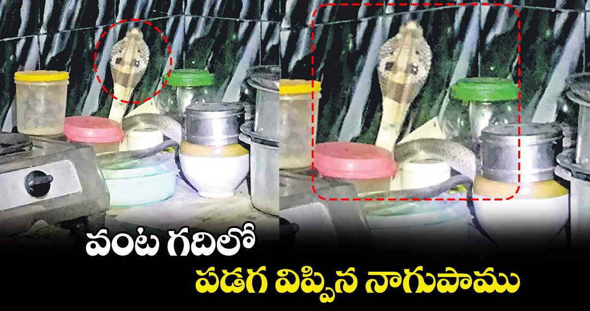 వంట గదిలోపడగ  విప్పిన నాగుపాము