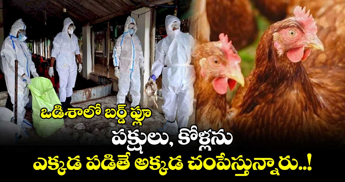 ఒడిశాలో బర్డ్ ఫ్లూ : పక్షులు, కోళ్లను ఎక్కడ పడితే అక్కడ చంపేస్తున్నారు..!