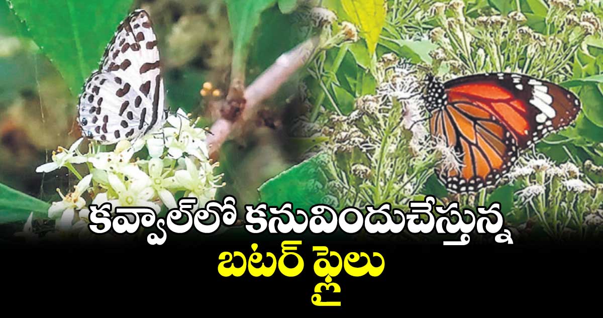 కవ్వాల్​లో కనువిందుచేస్తున్న బటర్ ఫ్లైలు