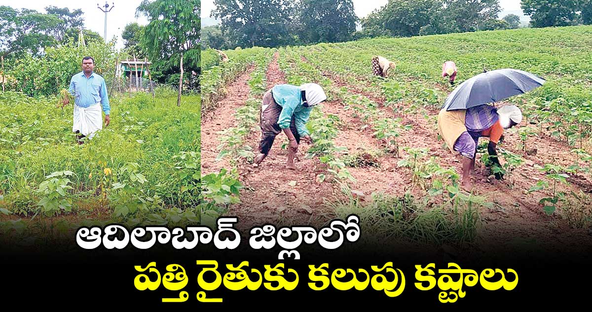 ఆదిలాబాద్ జిల్లాలో పత్తి రైతుకు కలుపు కష్టాలు