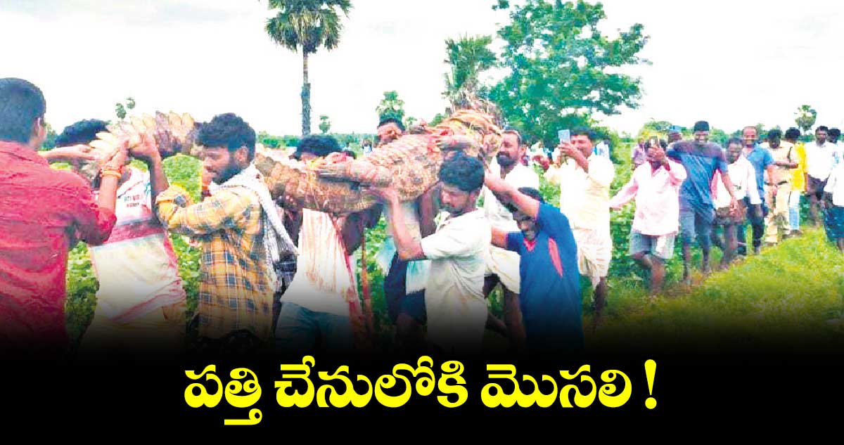 పత్తి చేనులోకి మొసలి !