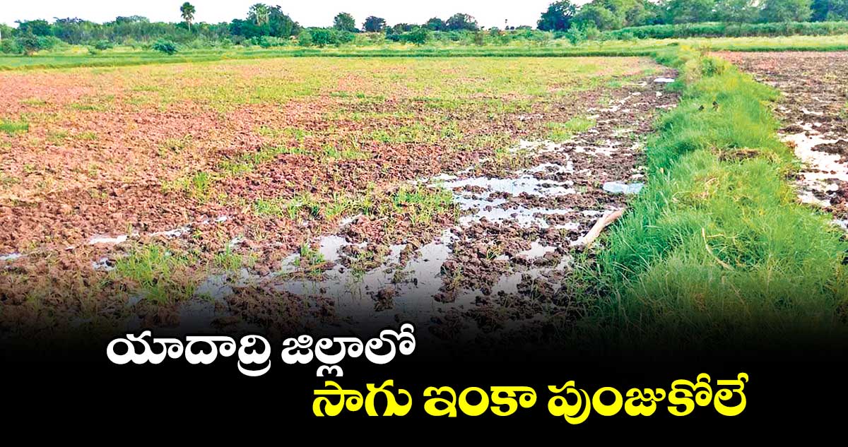 యాదాద్రి జిల్లాలో సాగు ఇంకా పుంజుకోలే