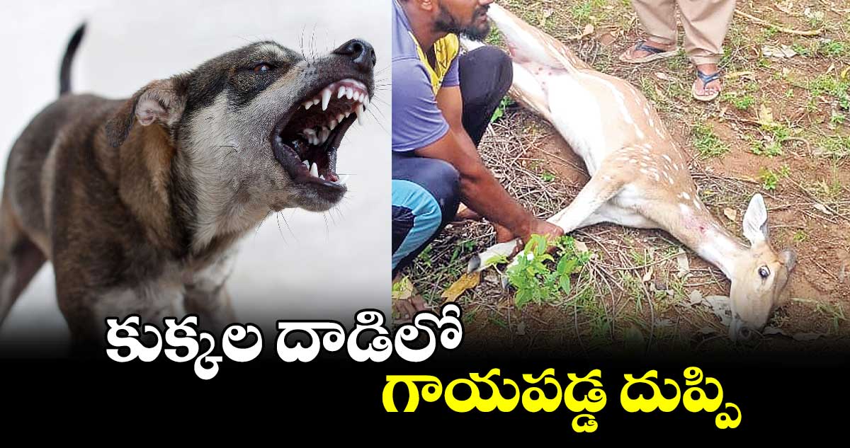 కుక్కల దాడిలో గాయపడ్డ దుప్పి