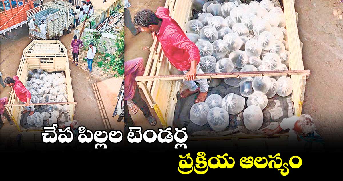 చేప పిల్లల టెండర్ల ప్రక్రియ ఆలస్యం