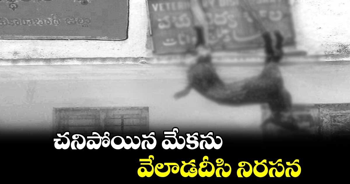 చనిపోయిన మేకను వేలాడదీసి నిరసన