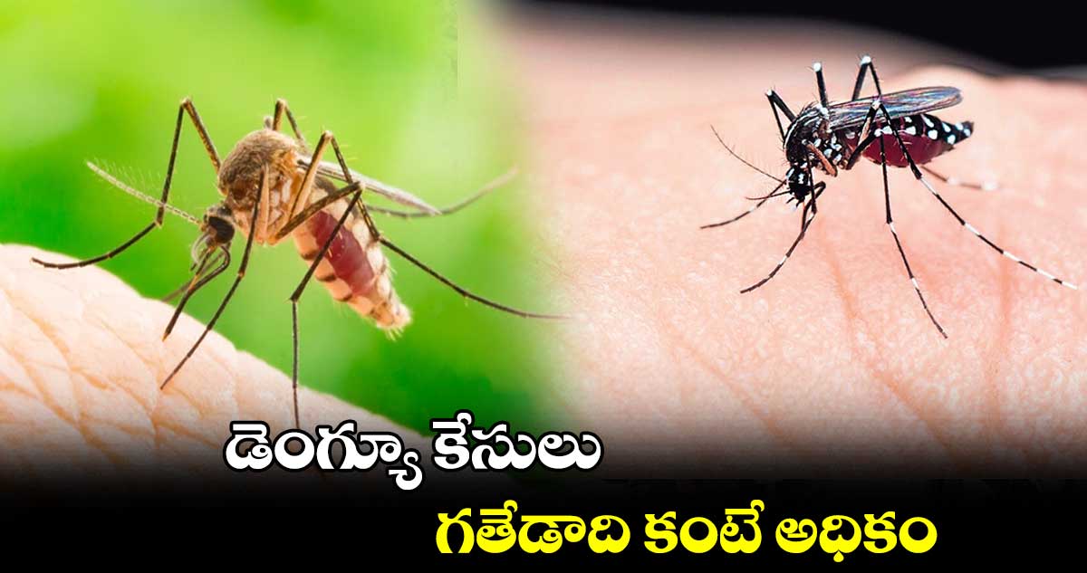 డెంగ్యూ కేసులు గతేడాది కంటే అధికం