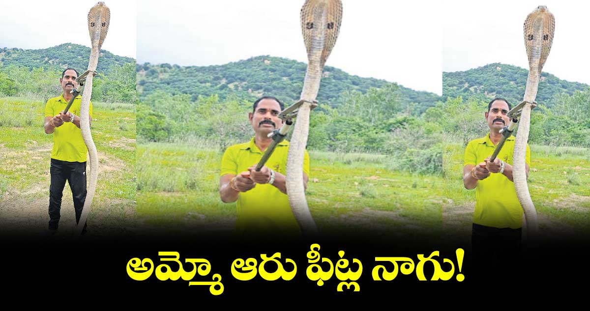 అమ్మో ఆరు ఫీట్ల నాగు!