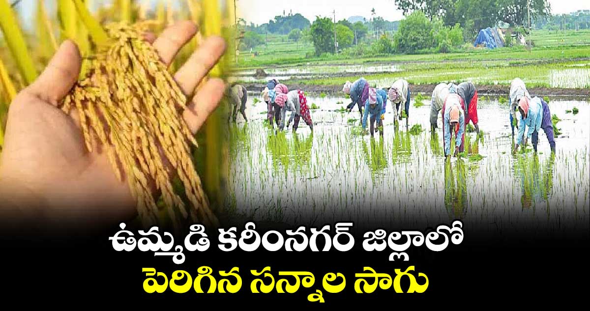 ఉమ్మడి కరీంనగర్ జిల్లాలో పెరిగిన సన్నాల సాగు 