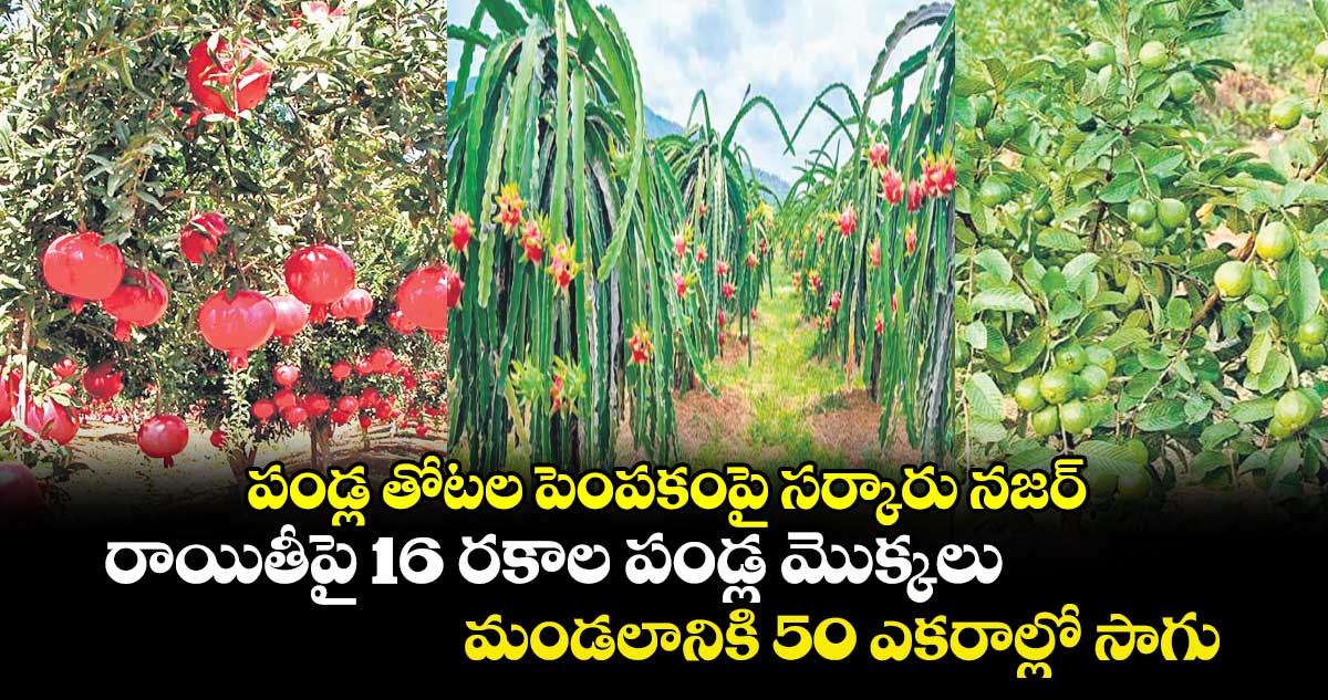  పండ్ల తోటల పెంపకంపై సర్కారు నజర్ రాయితీపై 16 రకాల పండ్ల మొక్కలు, మండలానికి 50 ఎకరాల్లో సాగు 