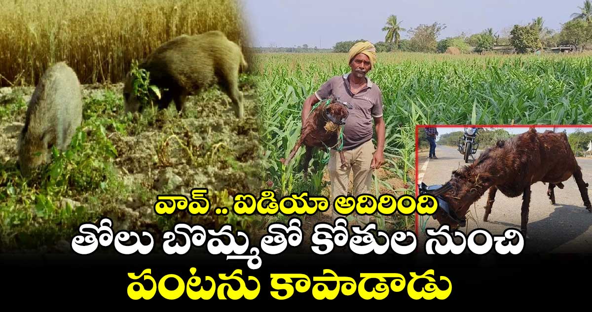 వావ్​ .. ఐడియా అదిరింది...  తోలు బొమ్మతో కోతుల నుంచి పంటను కాపాడాడు..