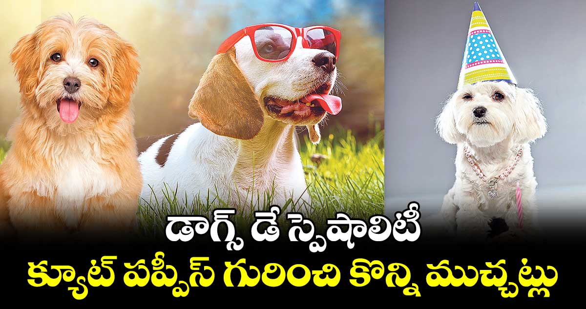 డాగ్స్​ డే స్పెషాలిటీ, క్యూట్​ పప్పీస్​ గురించి కొన్ని ముచ్చట్లు