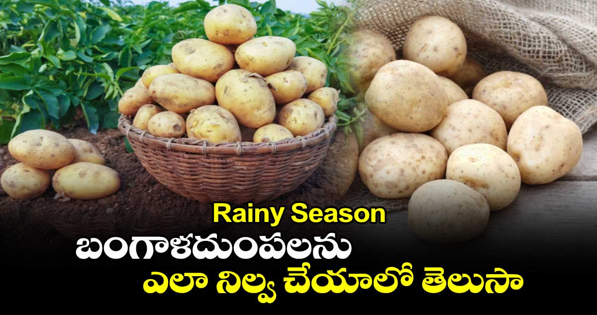 Rainy Season : బంగాళదుంపలను ఎలా నిల్వ చేయాలో తెలుసా..