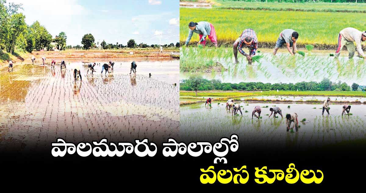 పాలమూరు పొలాల్లో వలస కూలీలు..