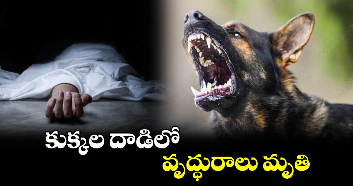 కుక్కల దాడిలో వృద్ధురాలు మృతి...