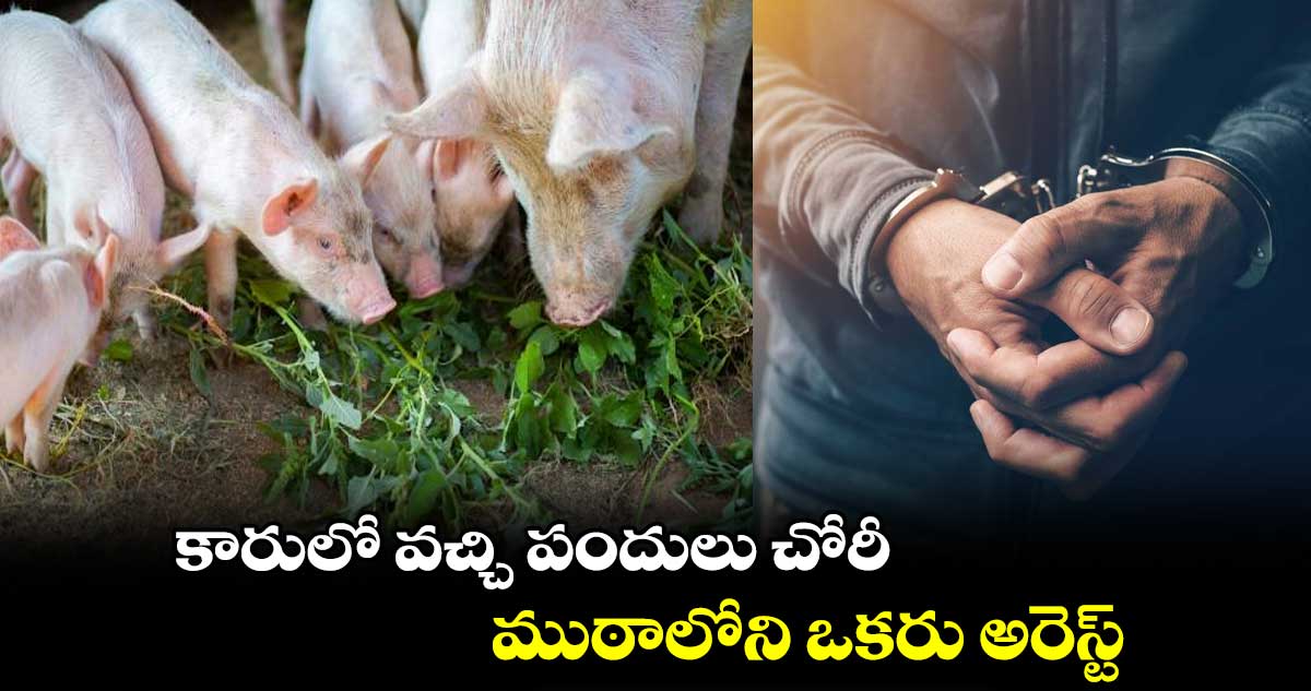కారులో వచ్చి పందులు చోరీ.. ముఠాలోని ఒకరు అరెస్ట్