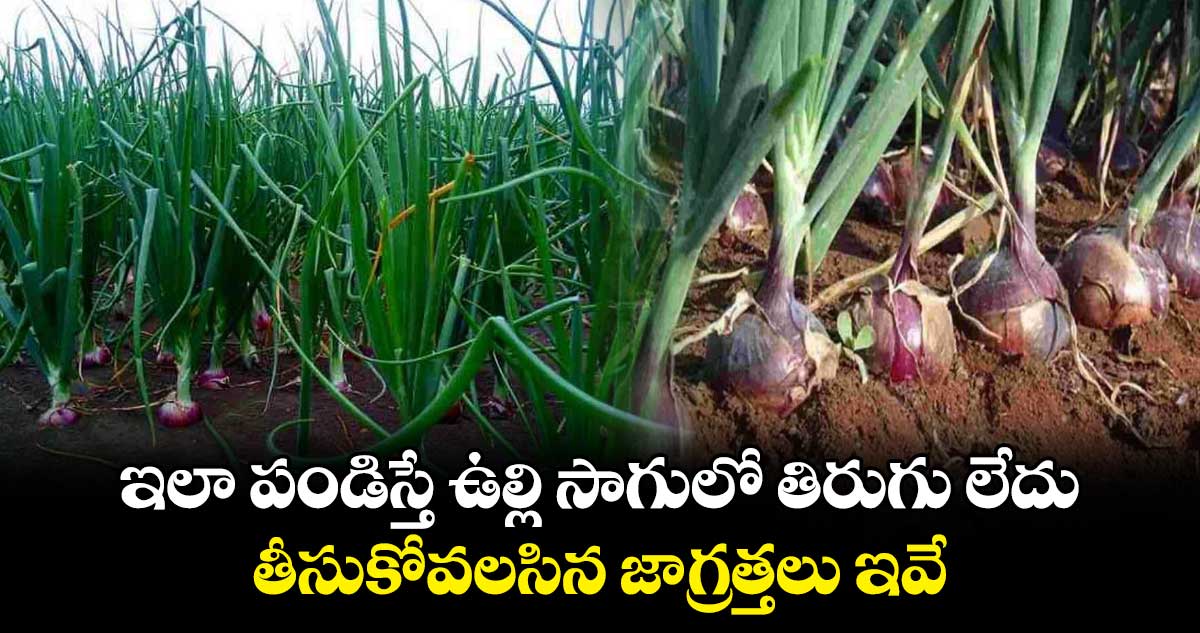 ఇలా పండిస్తే ఉల్లి సాగులో తిరుగు లేదు.. తీసుకోవలసిన జాగ్రత్తలు ఇవే