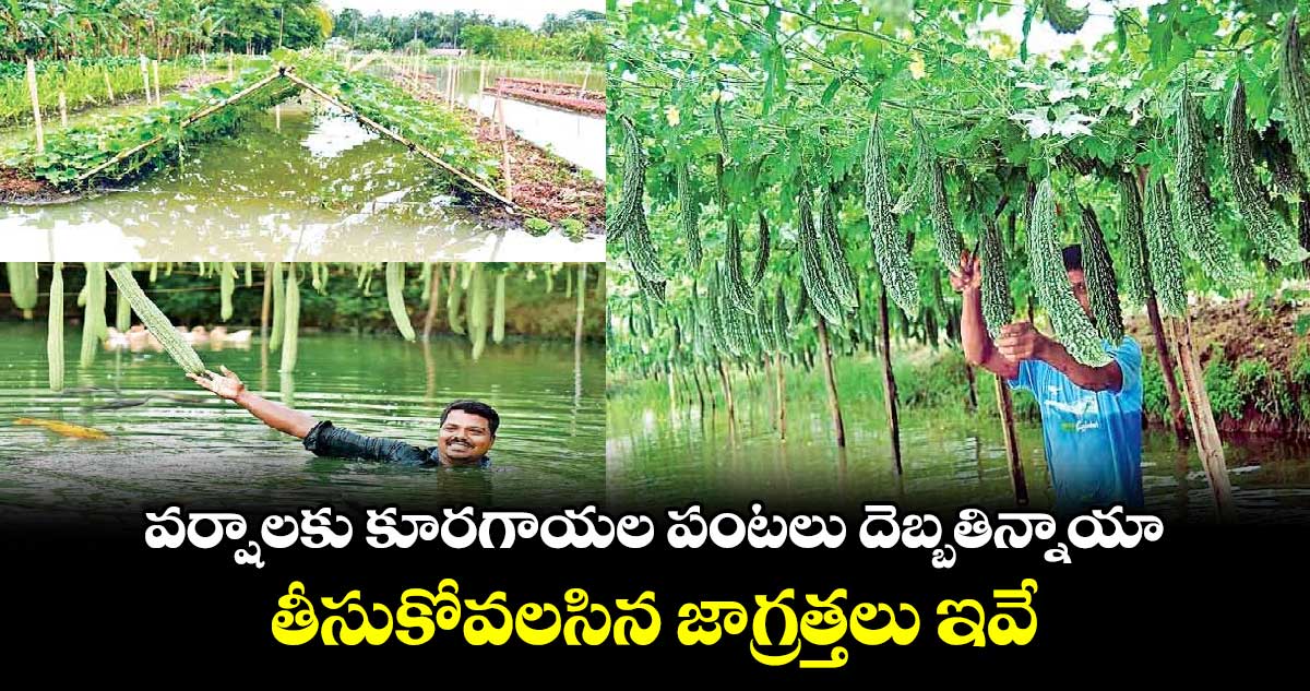 వర్షాలకు కూరగాయల పంటలు దెబ్బతిన్నాయా.. తీసుకోవలసిన జాగ్రత్తలు ఇవే..