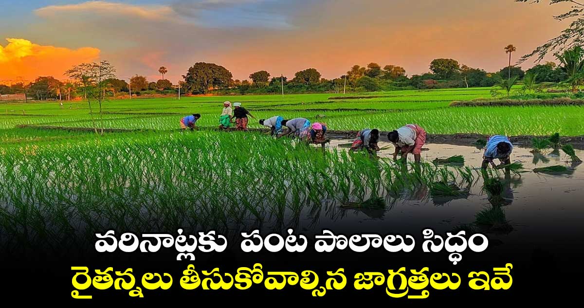 వరినాట్లకు  పంట పొలాలు సిద్ధం...  రైతన్నలు తీసుకోవాల్సిన జాగ్రత్తలు ఇవే...