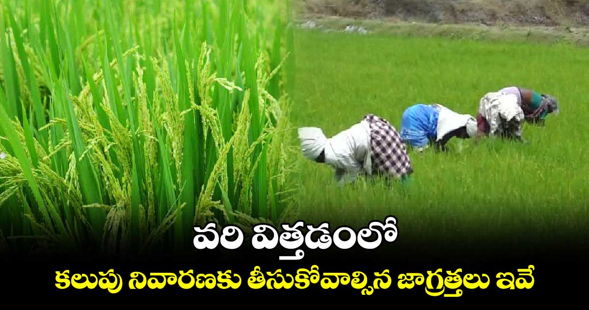 వ్యవసాయం:   వరి విత్తడంలో ...కలుపు నివారణకు తీసుకోవాల్సిన జాగ్రత్తలు ఇవే...