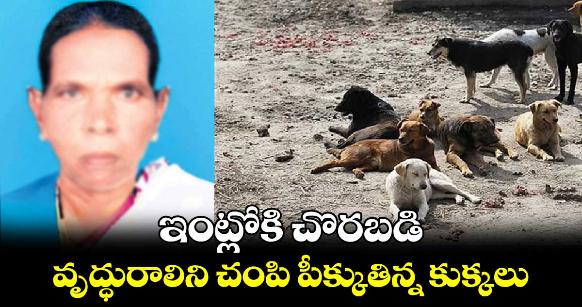 వృద్ధురాలిని చంపి పీక్కుతిన్న కుక్కలు 