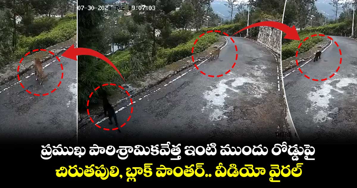 Harsh Goenka: ప్రముఖ పారిశ్రామికవేత్త ఇంటి ముందు రోడ్డుపై చిరుతపులి, బ్లాక్ పాంతర్.. వీడియో వైరల్..