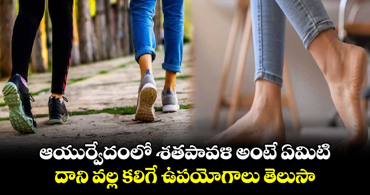 Good Health:  ఆయుర్వేదంలో శతపావళి అంటే ఏమిటి..  దాని వల్ల కలిగే ఉపయోగాలు తెలుసా...