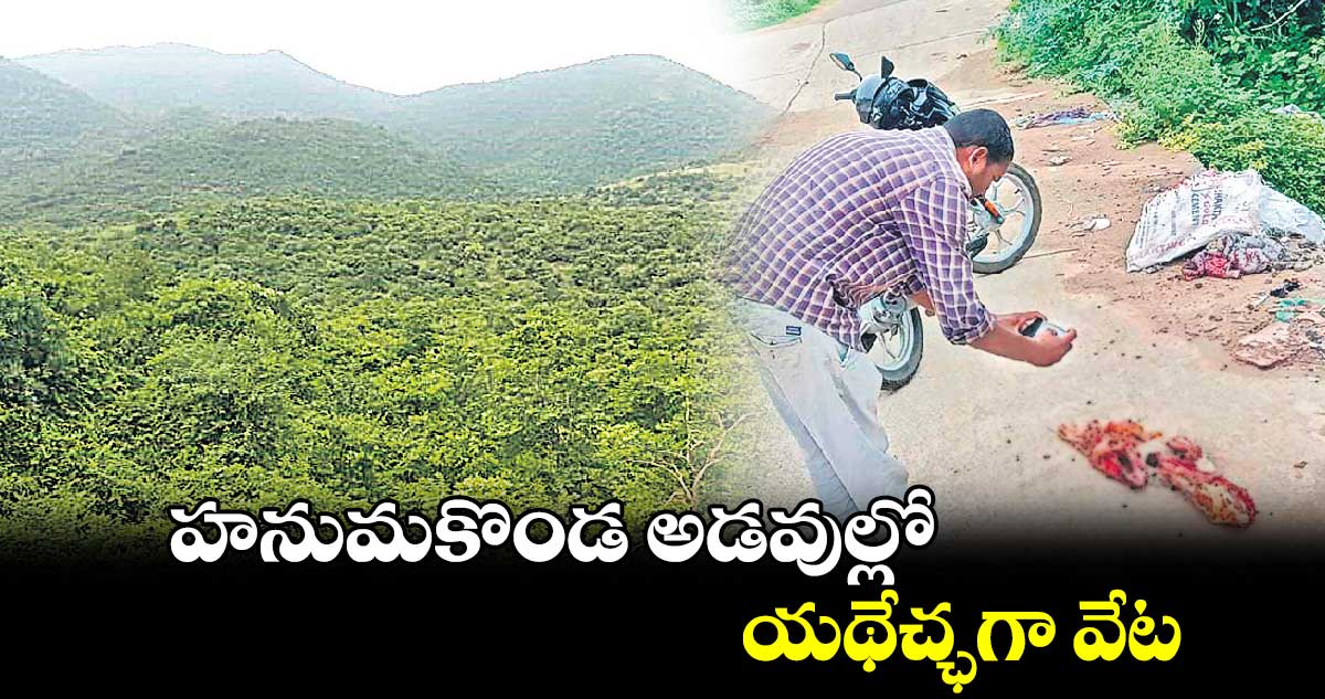 హనుమకొండ అడవుల్లో  యథేచ్ఛగా వేట