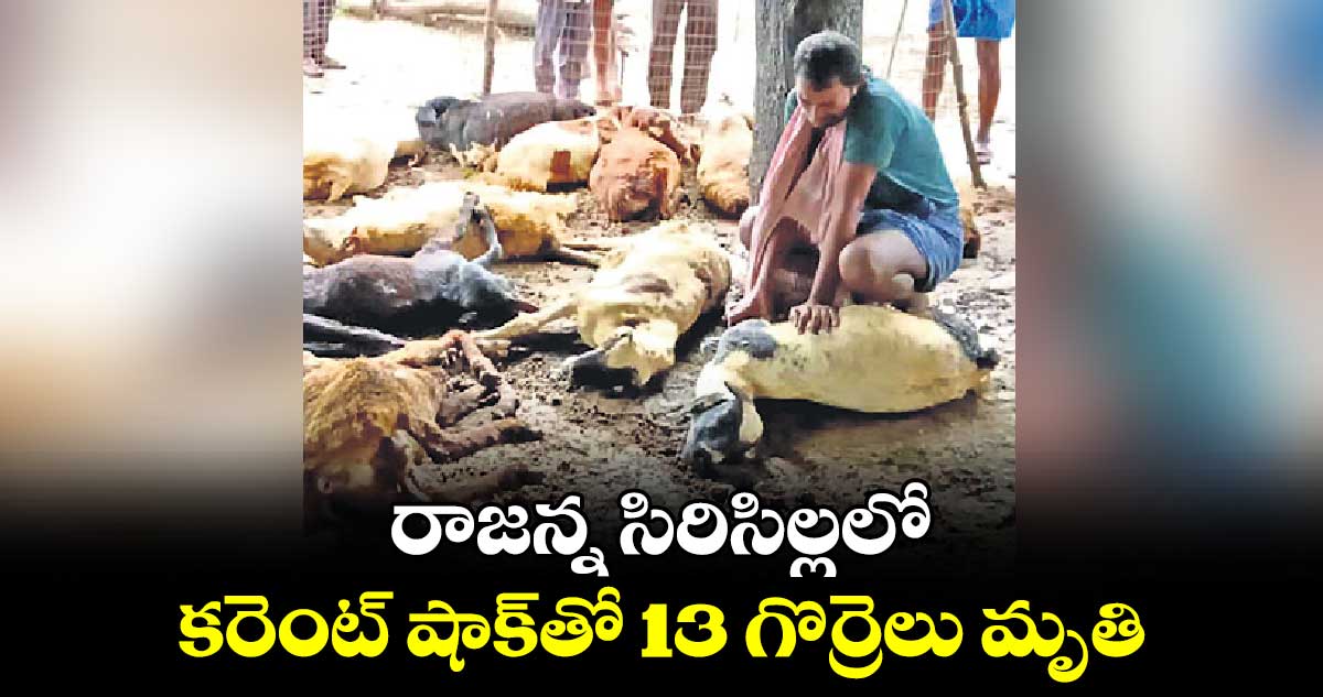 రాజన్న సిరిసిల్లలో కరెంట్ షాక్‌‌‌‌తో 13 గొర్రెలు మృతి