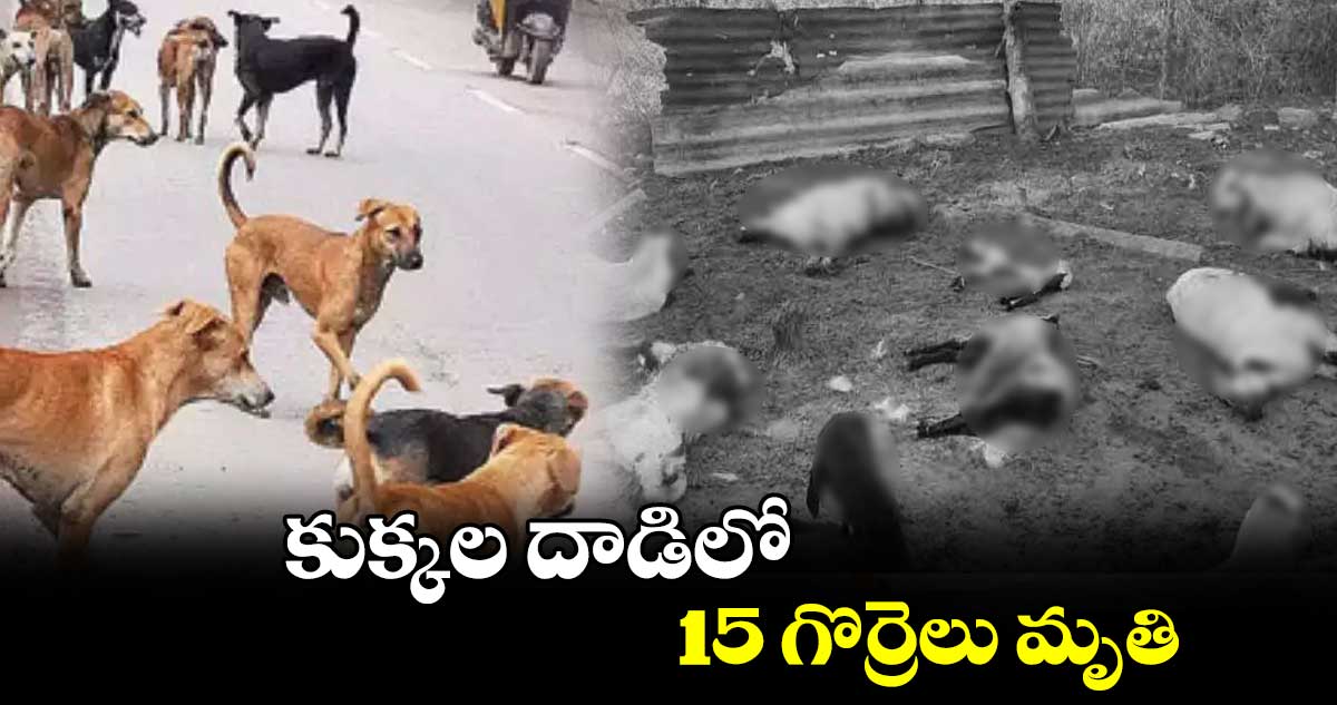 కుక్కల దాడిలో 15 గొర్రెలు మృతి