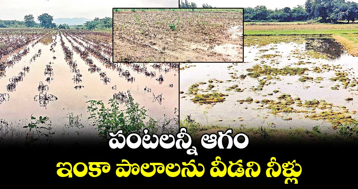 పంటలన్నీ ఆగం .. ఇంకా పొలాలను వీడని నీళ్లు..