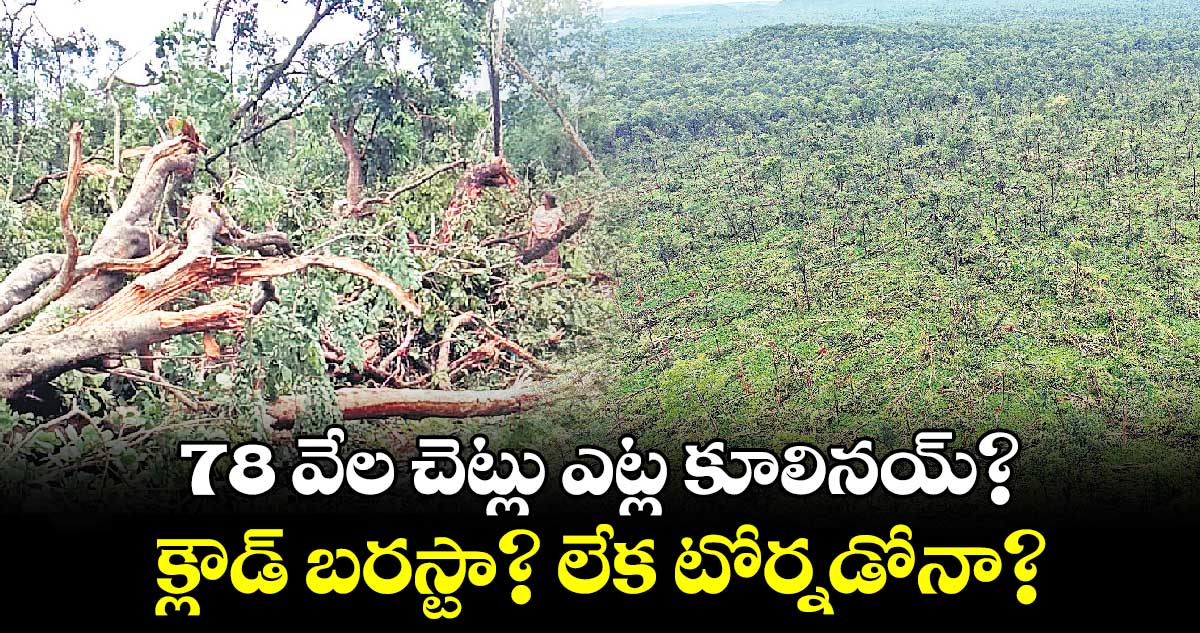 78 వేల చెట్లు ఎట్ల కూలినయ్? క్లౌడ్ బరస్టా? లేక టోర్నడోనా? 